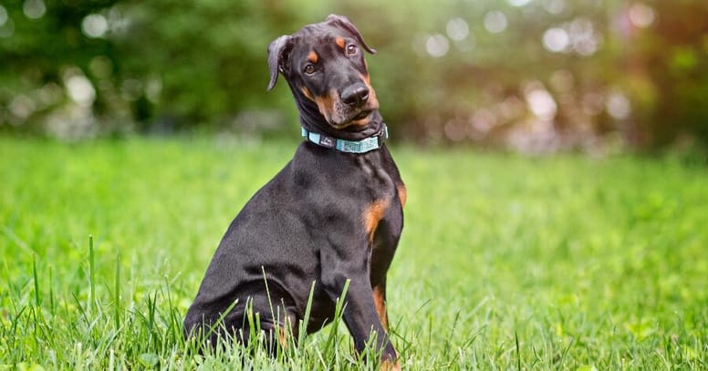 Razas de perros negro hermosas: te enamorarás de estos perros